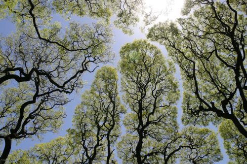 sun shining through trees