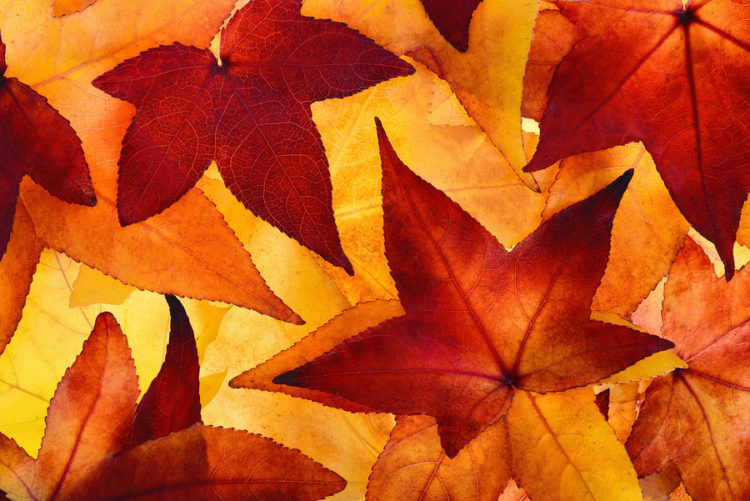 autumn leaves