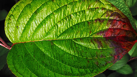 Autumn leaf