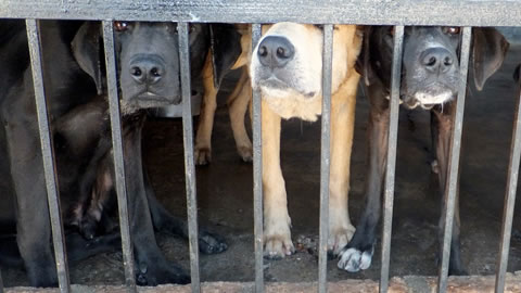 dogs in a cage
