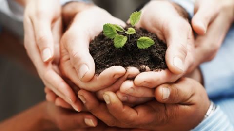 hands holding a growing plant