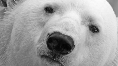polar bear