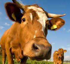 The not so sacred cow - NPC Blog