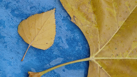 autumn leaves