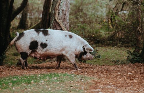 pig