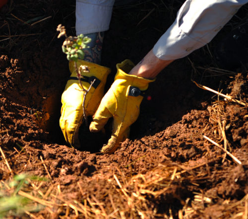 hands planting a plant