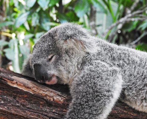 koala sleeping