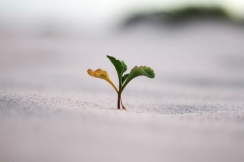 shoots growing out of ground
