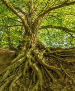 tree