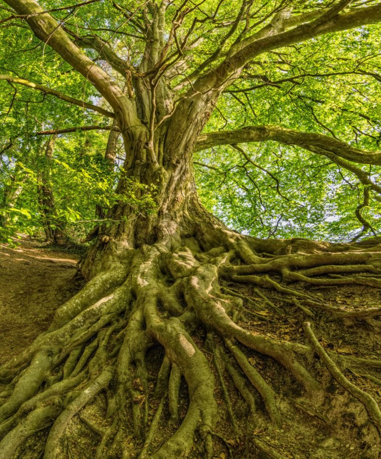 tree