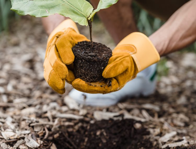 Person planting a tree